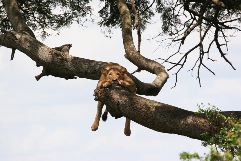 Lioness lazily hanging in tree, facing camera.