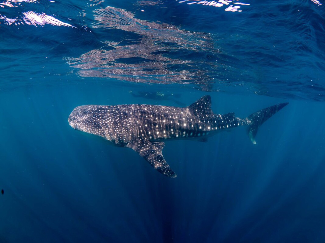 Cetacea in Mexico