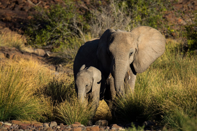 Elephant mum with her calf, surrounded by long grass in Damaraland, Namibia.