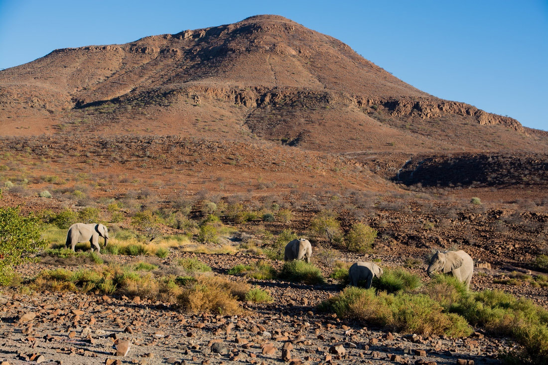 Damaraland, Namibia: A majestic mountain backdrop with a group of elephants in their natural habitat.