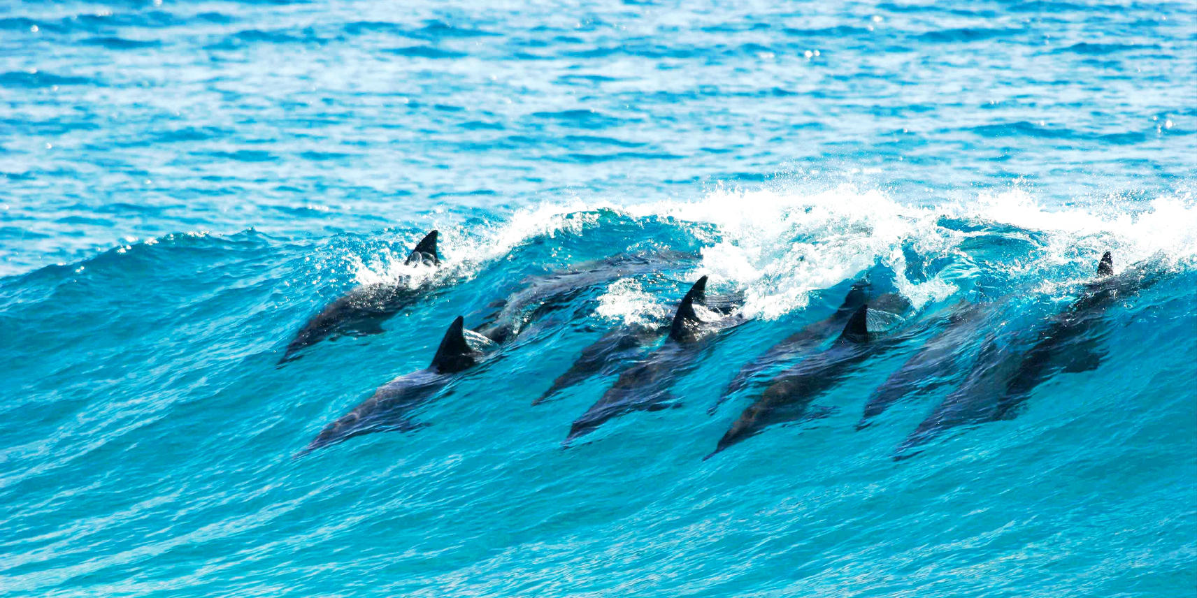 Dolphins playing in the waves