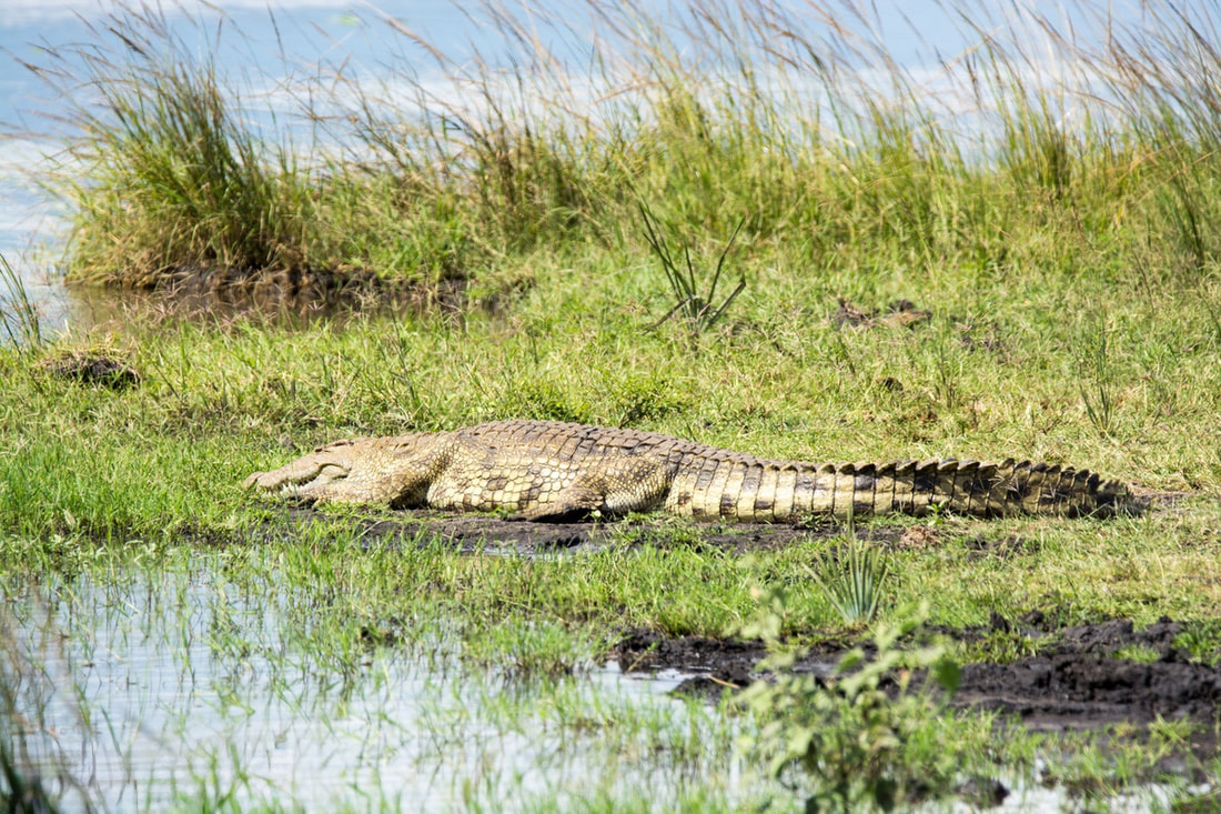 Katavi National Park, Tanzania – Crocodile in the wild
