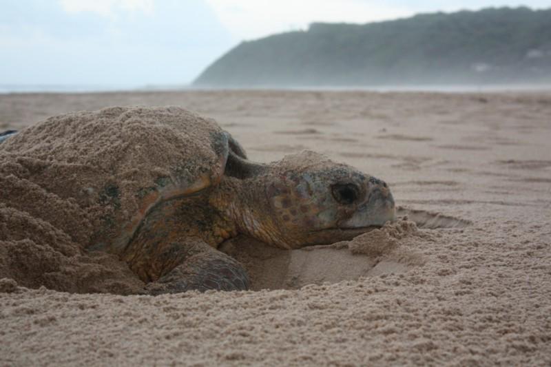 Turtle on the beach laying eggs
