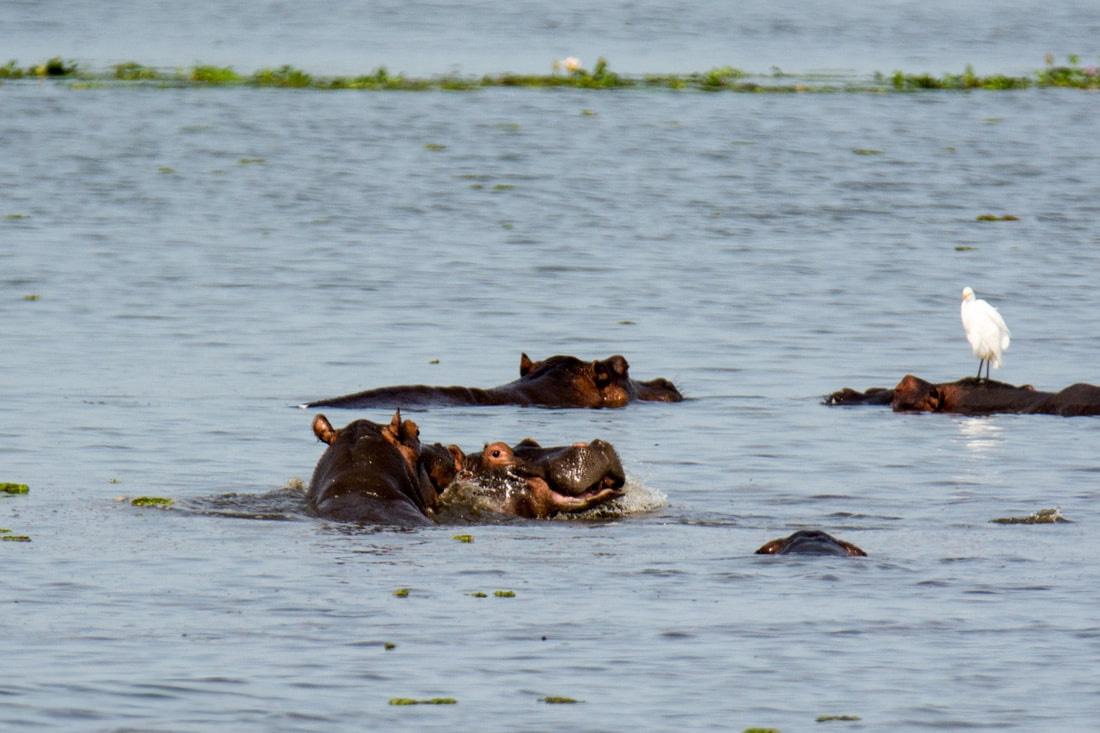 Murchison Falls National Park, Uganda - A Group of Hippocampus in the Park's Waterways