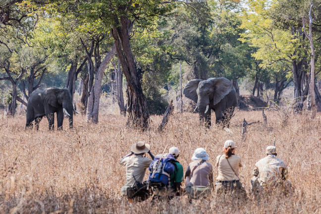 Africa on Foot, walking safari goers hiding in the grass from some elephants close by