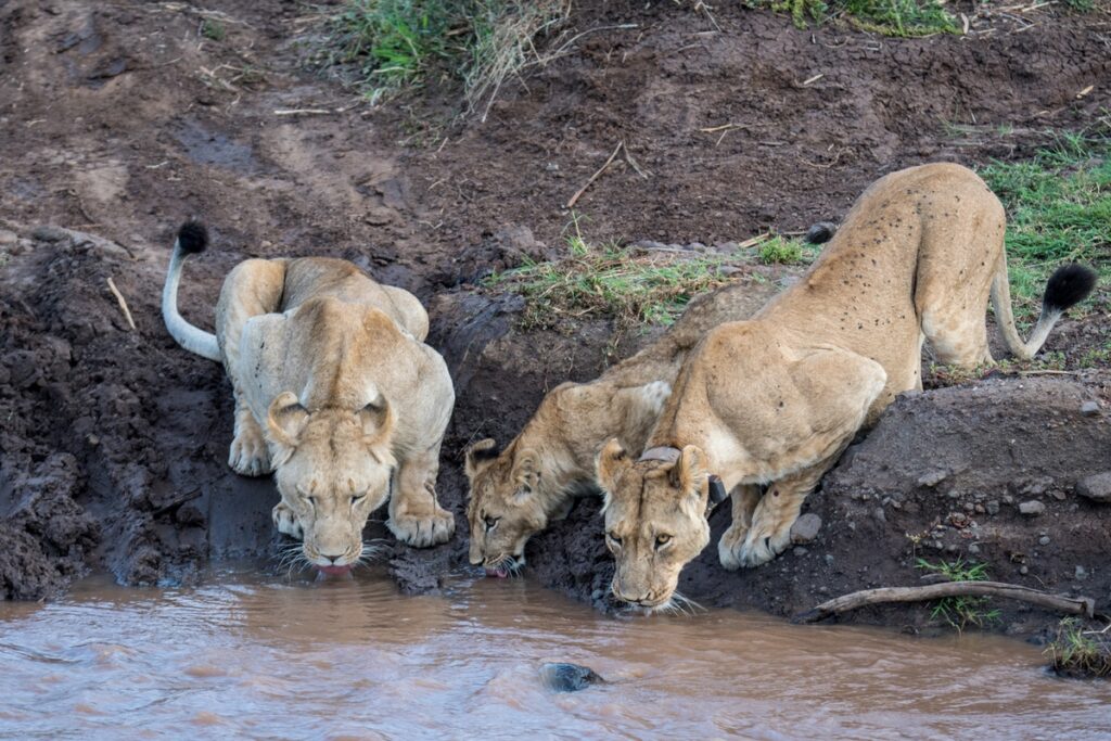 Lions having a drink at the waterhole Laikipia, Kenya