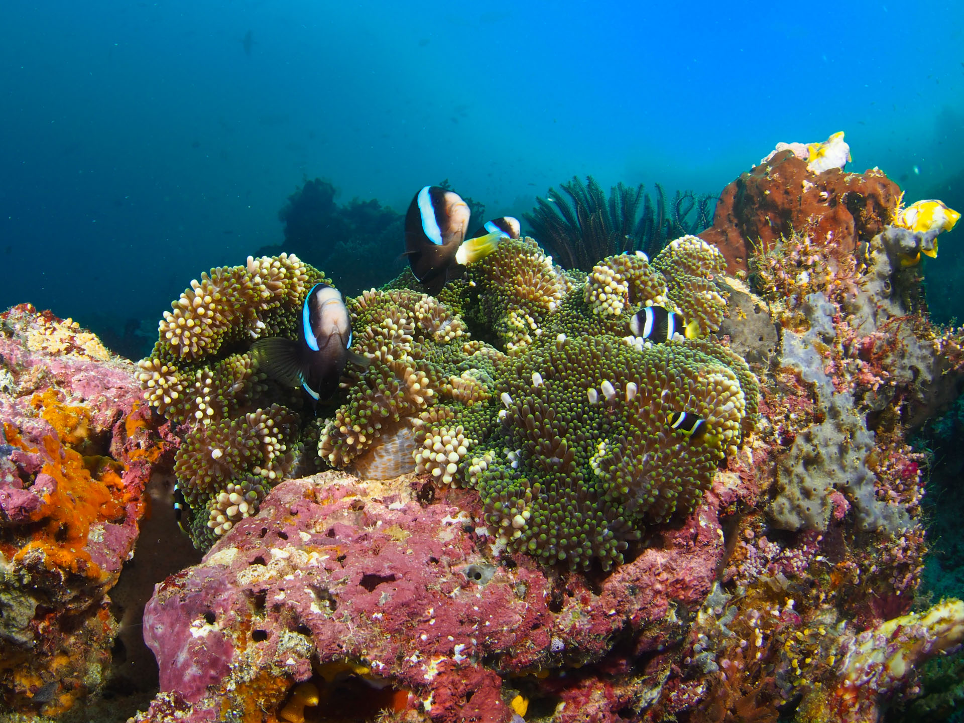 Clownfish guarding their territory on the reefs of Raja Ampat with the Dewi Nusantara