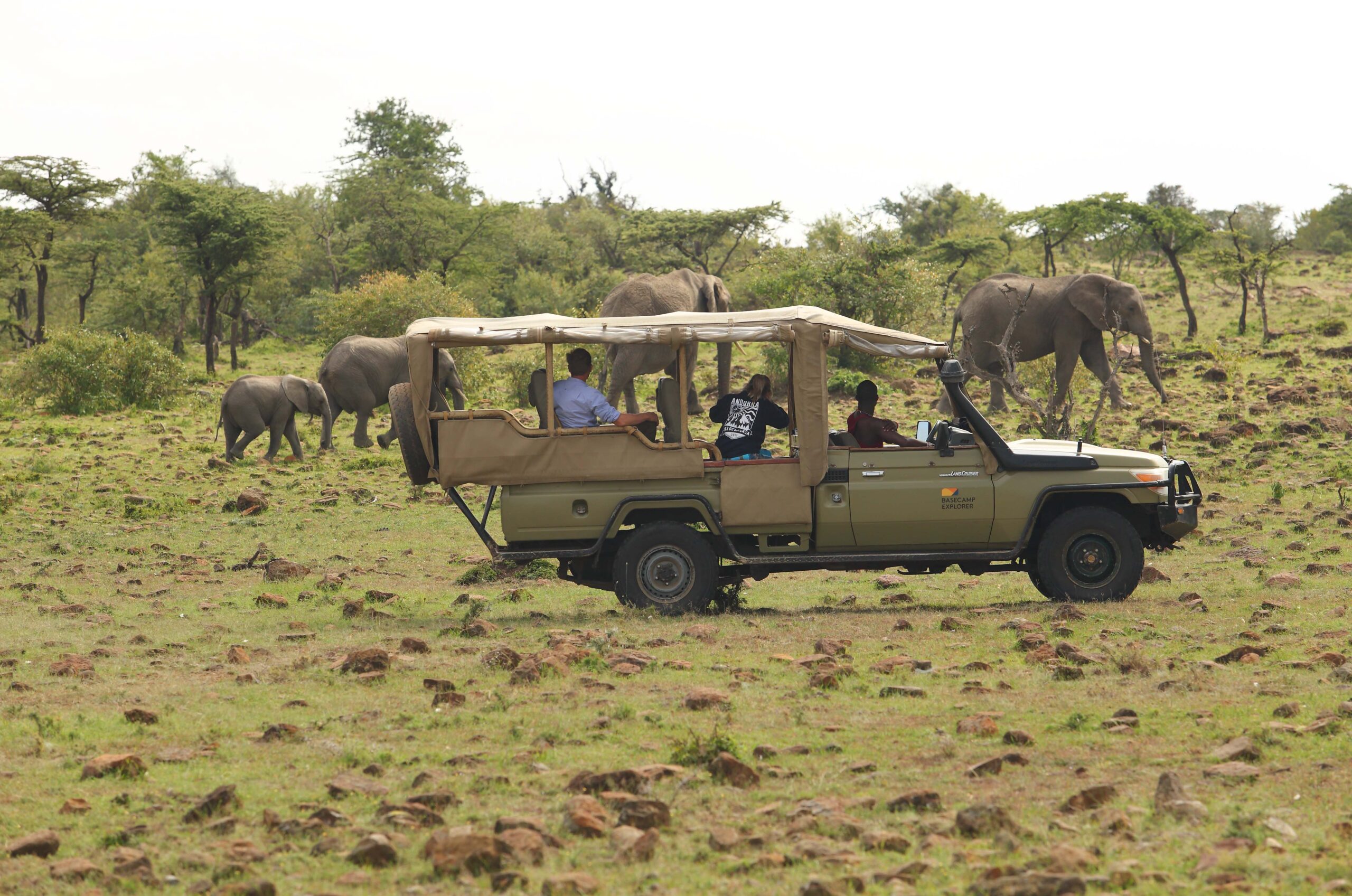 Africa Safari vehicle alongside a herd of elephants