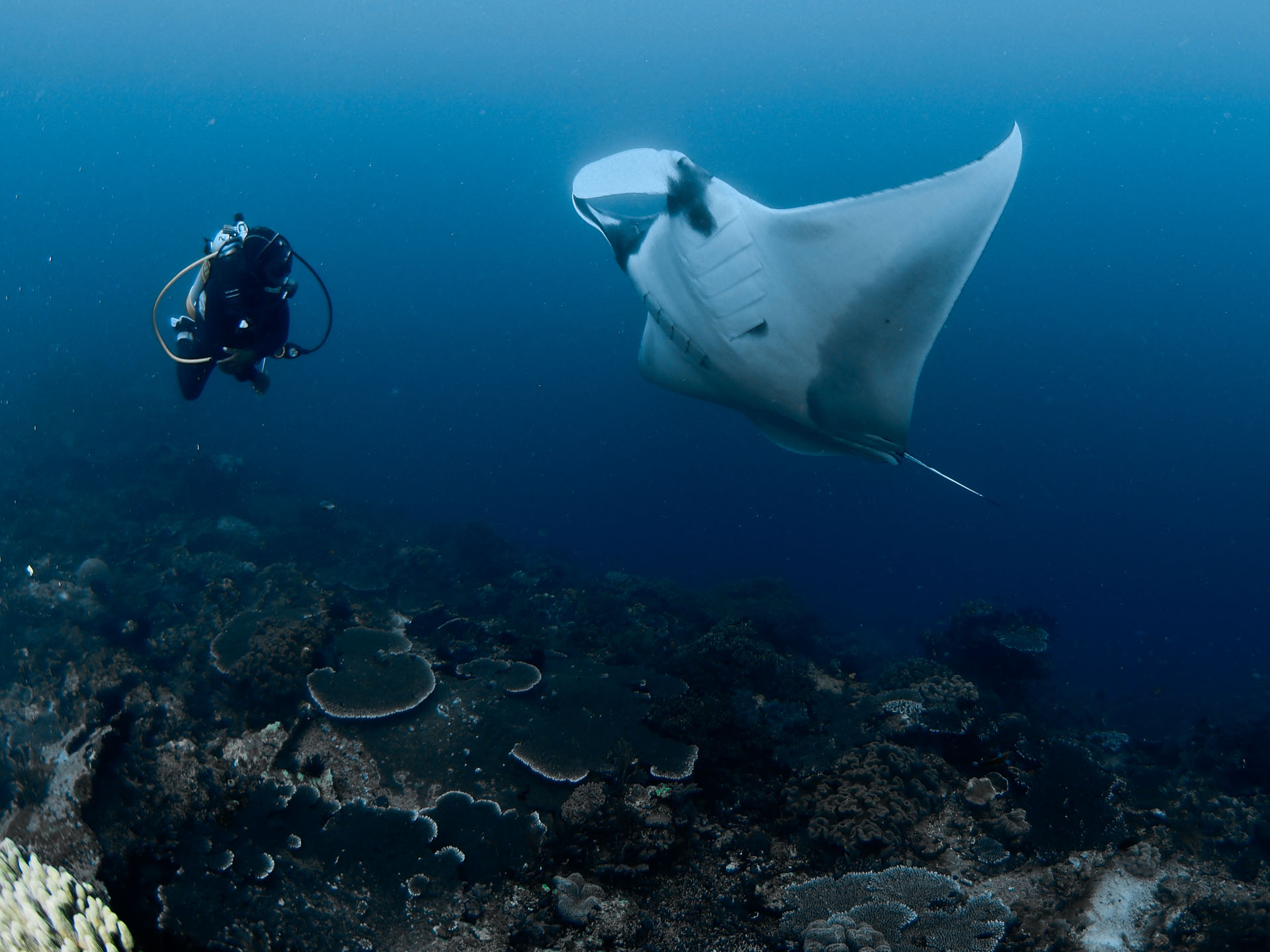 Manta showing it's belly to a diver at Dewi Nusantara, Raja Ampat
