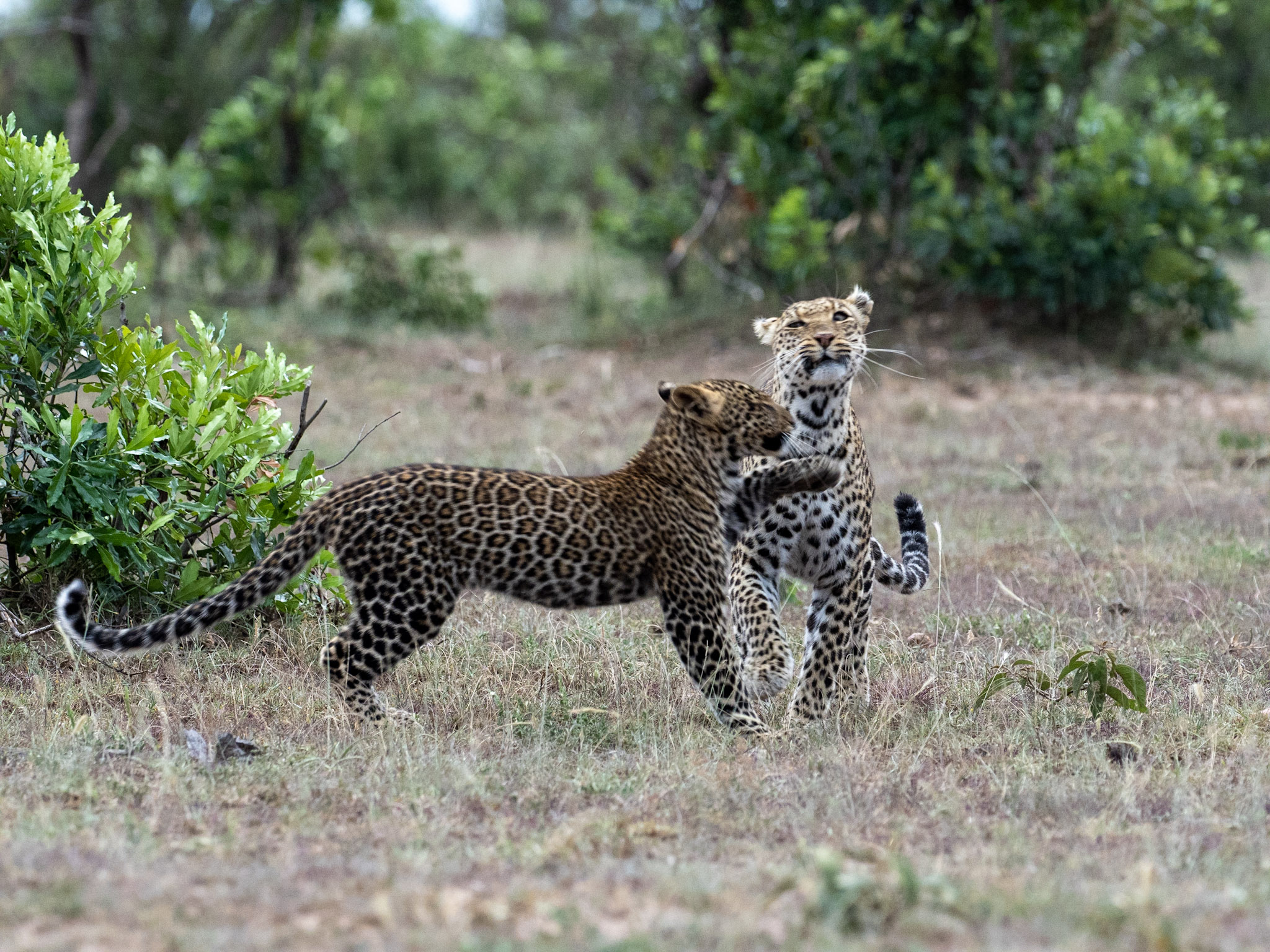 Leopard cubs with mother