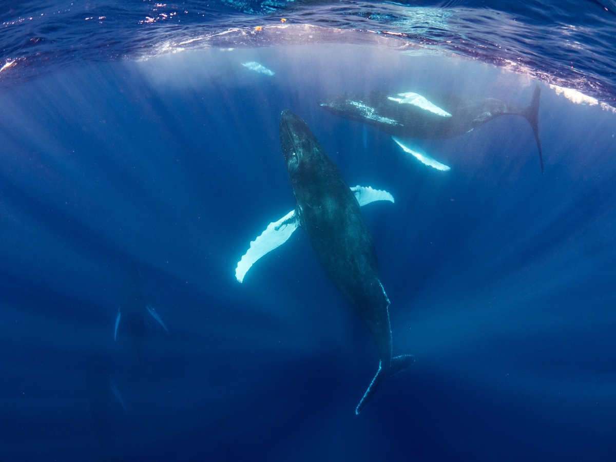 Top view of humpbacks swimming below at Salt Cay