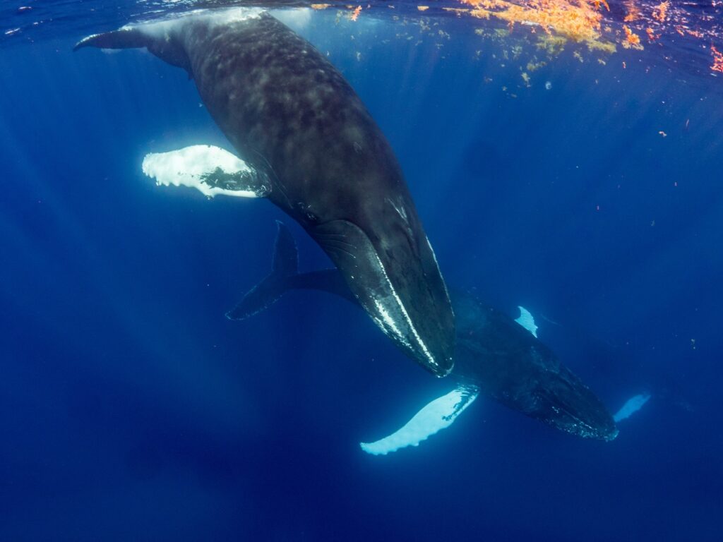 Humpback Whale and her Calf in Salt Cay