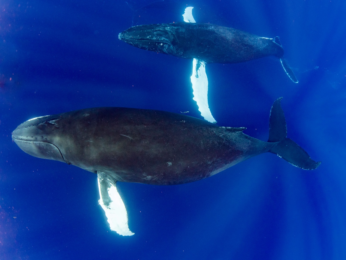 Mother & Calf at Salt Cay