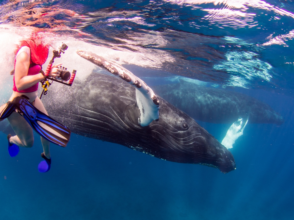 Snorkeller with humpback whale in Salt Cay