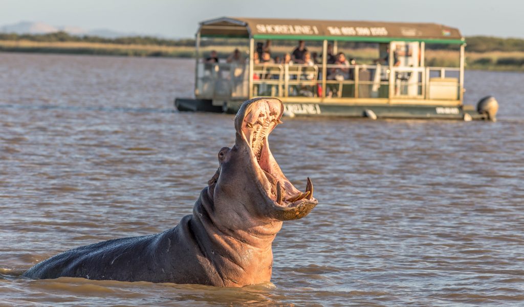 Hippo Yawning with a guest ferry in the background.