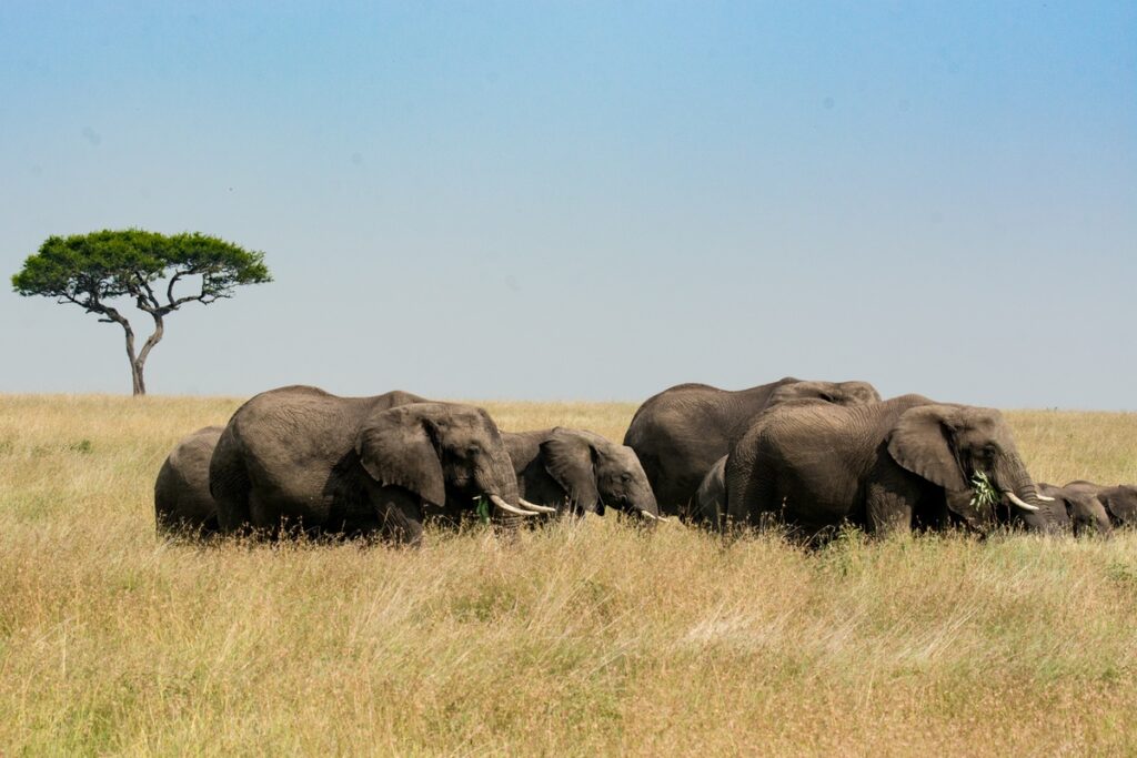 A herd of elephants in the long grass of the plains of Tanzania
