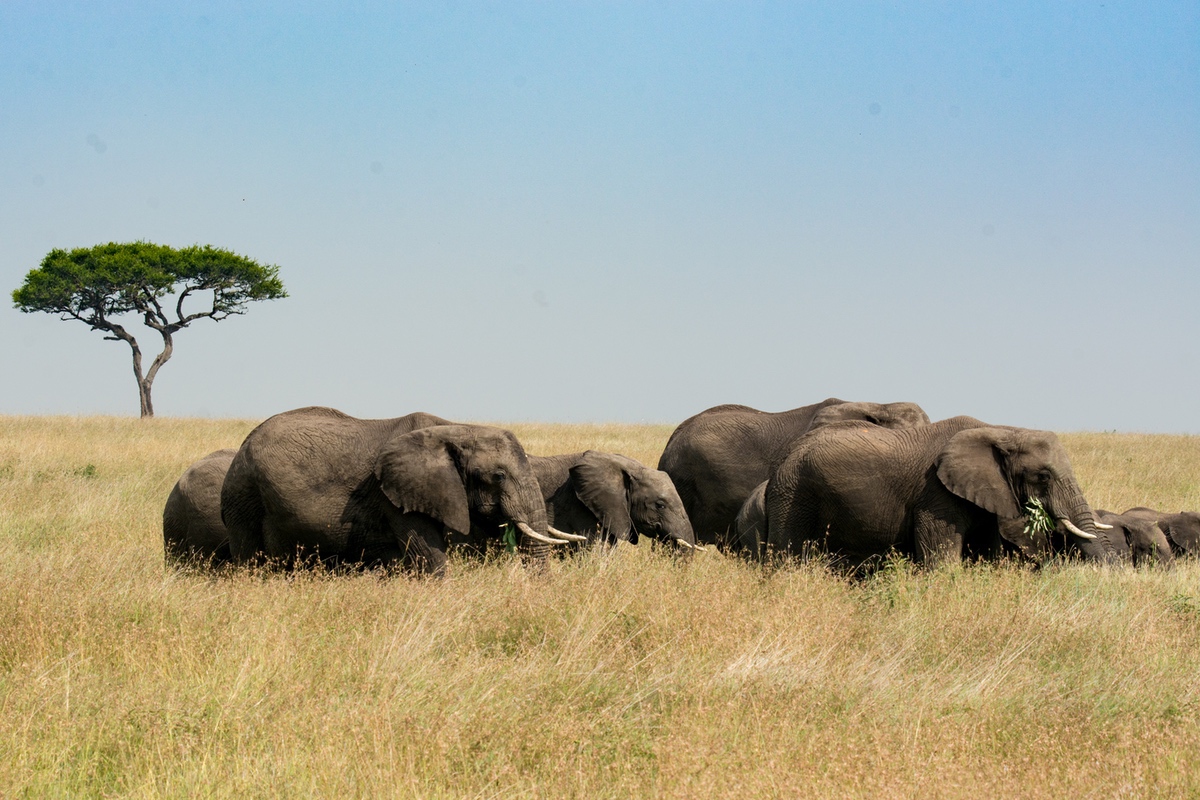 A herd of elephants in the long grass of the plains of Tanzania
