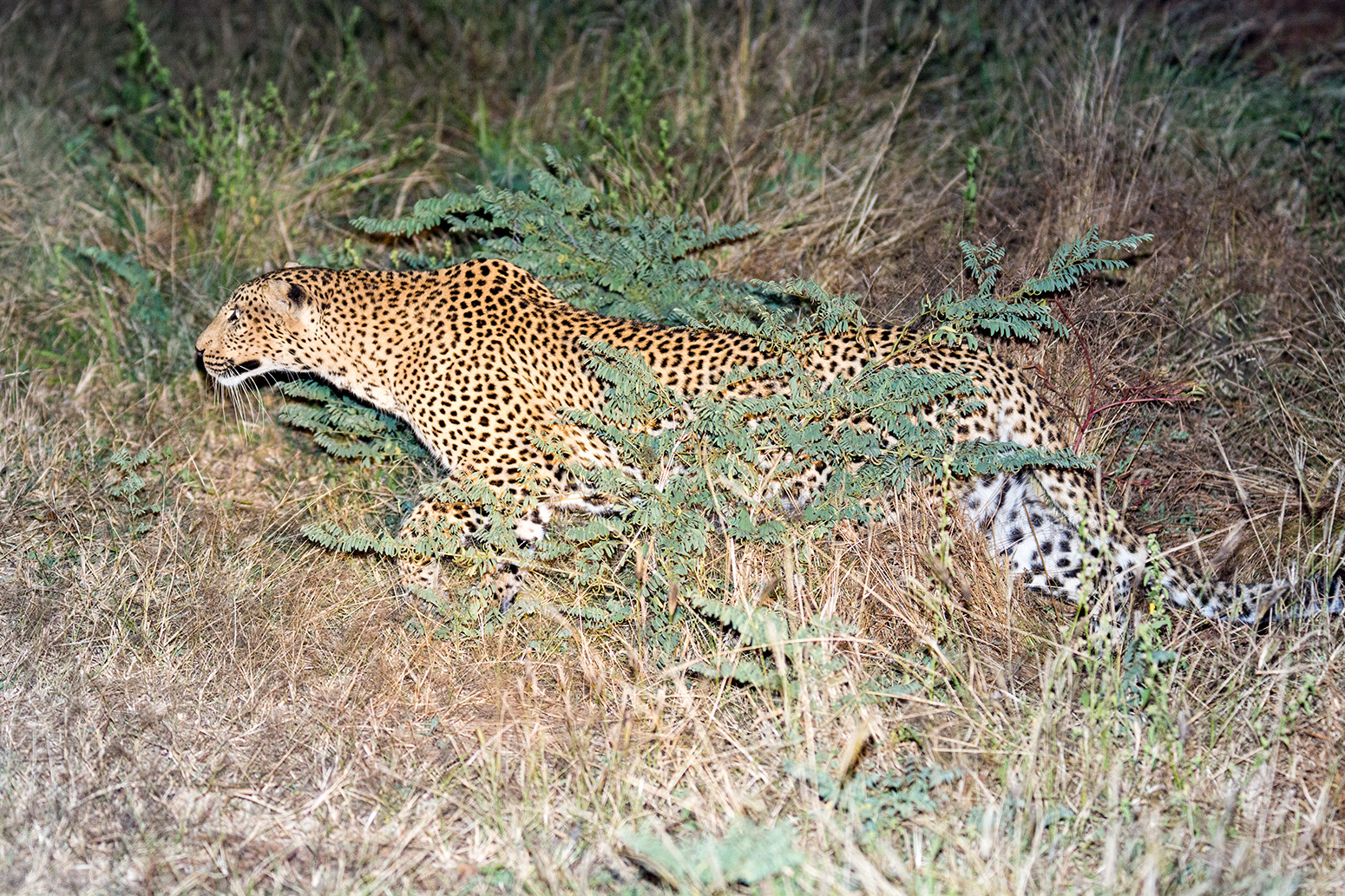 Leopard that is stalking through the grass in Kafue, Busanga Plains.