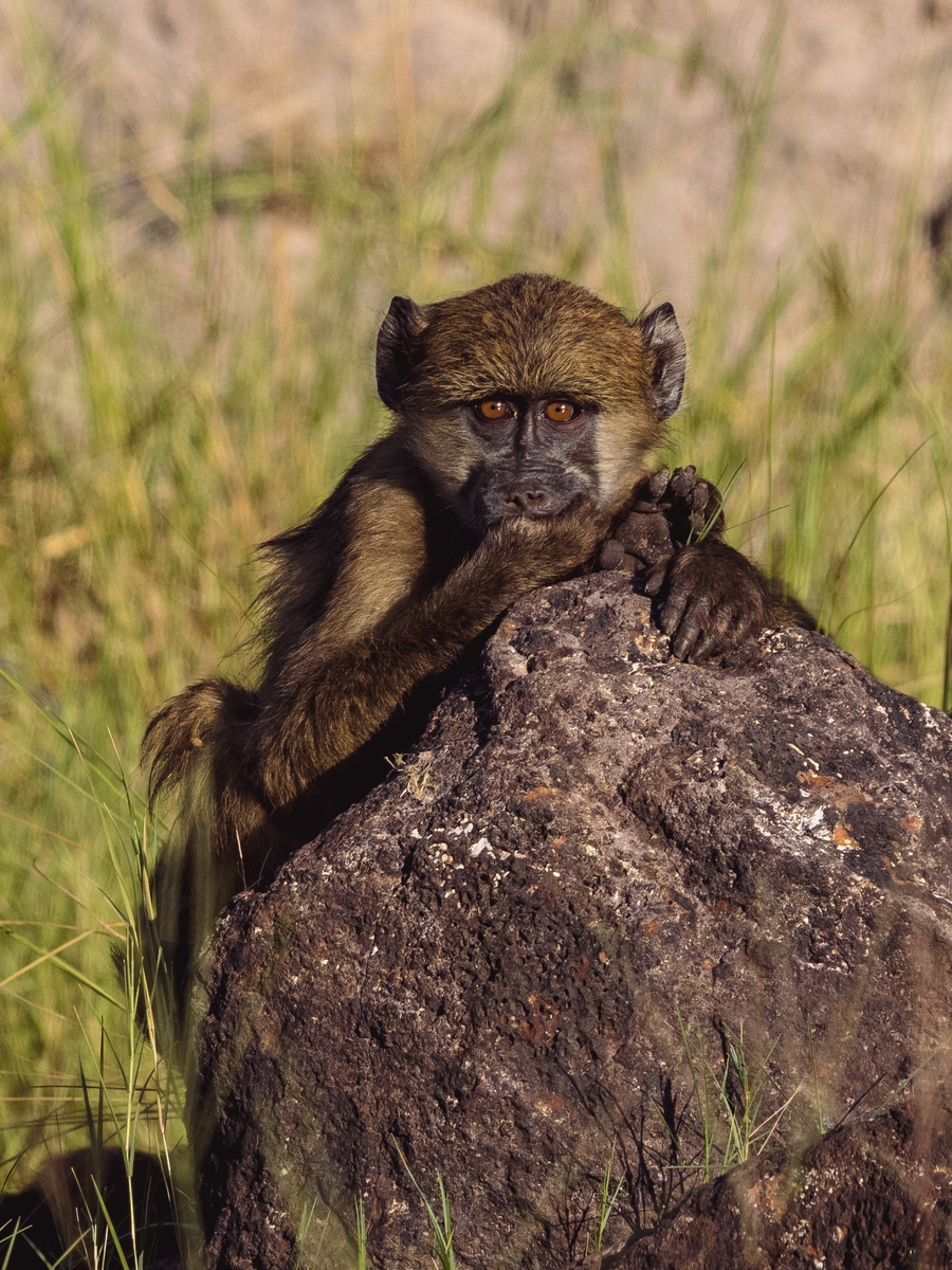 Baboon hiding behind termite hill in Zimbabwe