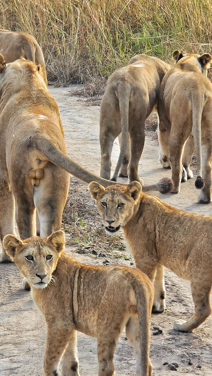 Tanzania Lion Pride with Cubs
