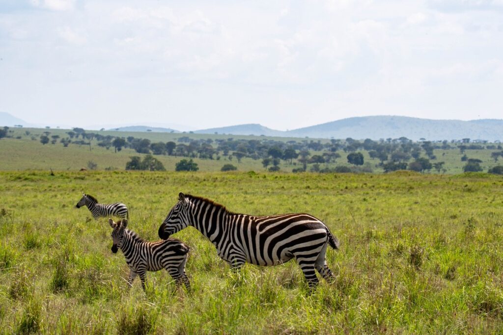 Zebra and foal with another Zebra in the distance and rolling hills in the background.