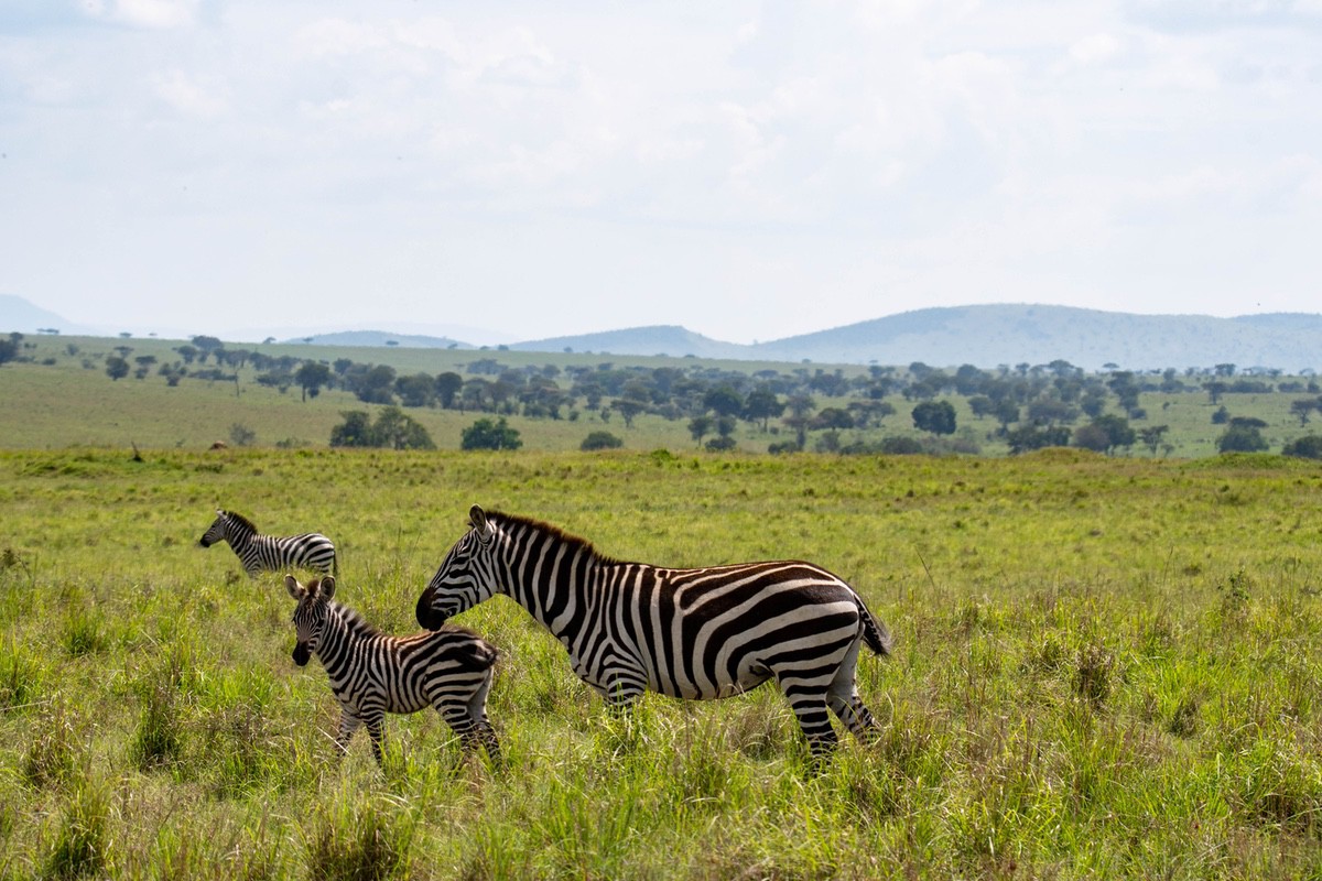Zebra and foal with another Zebra in the distance and rolling hills in the background.