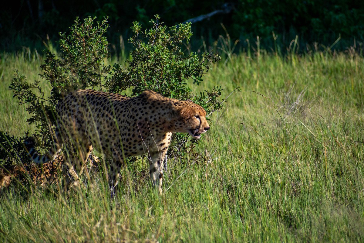 A Cheetah guarding it's prey in the shade of a bush.