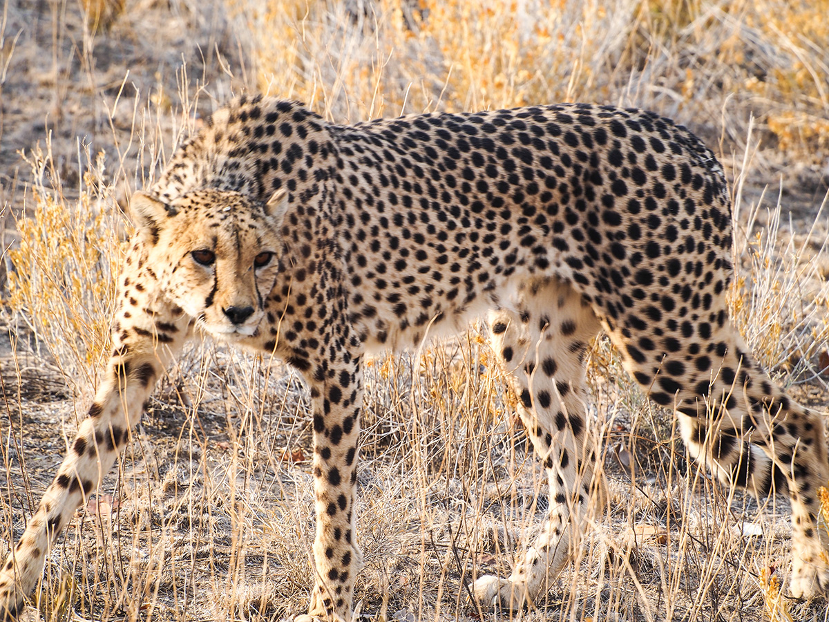 A Cheetah guarding it's prey in the shade of a bush.
