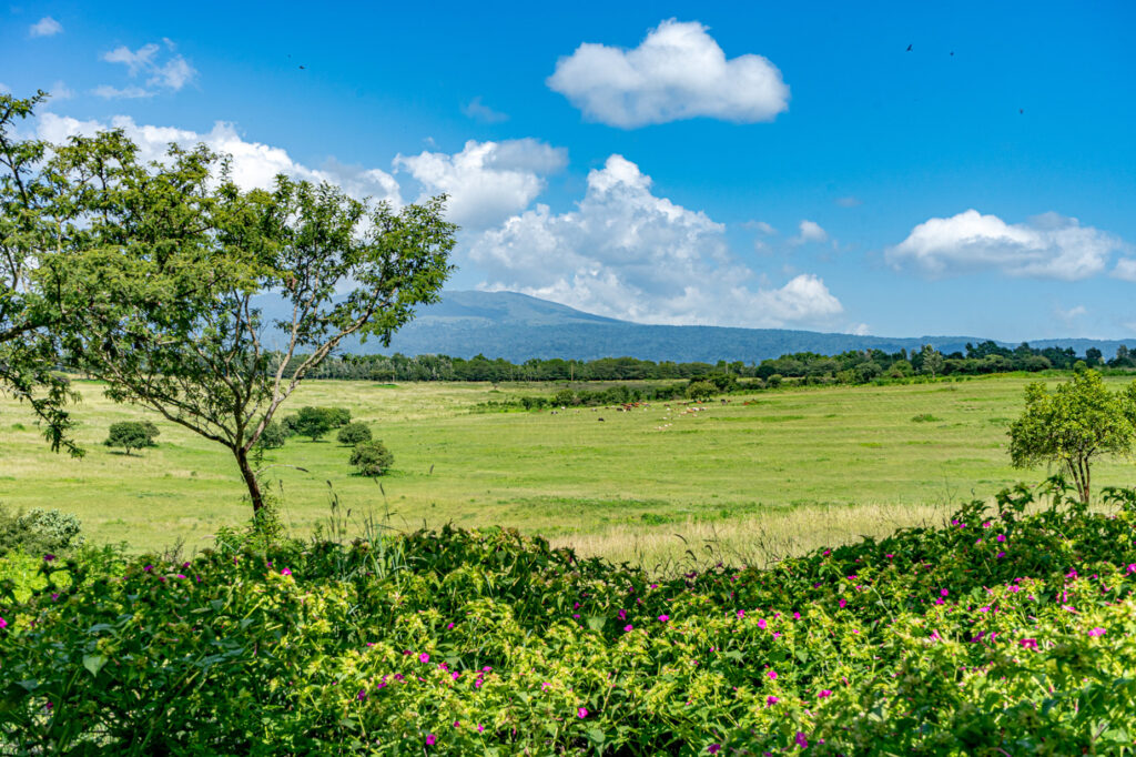View of the plantations in Karatu, green grass with blue skies.