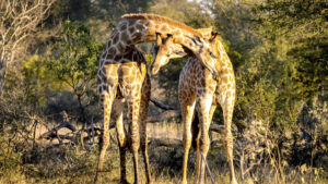 Two giraffes entwined at Klaserie in the Greater Kruger, South Africa