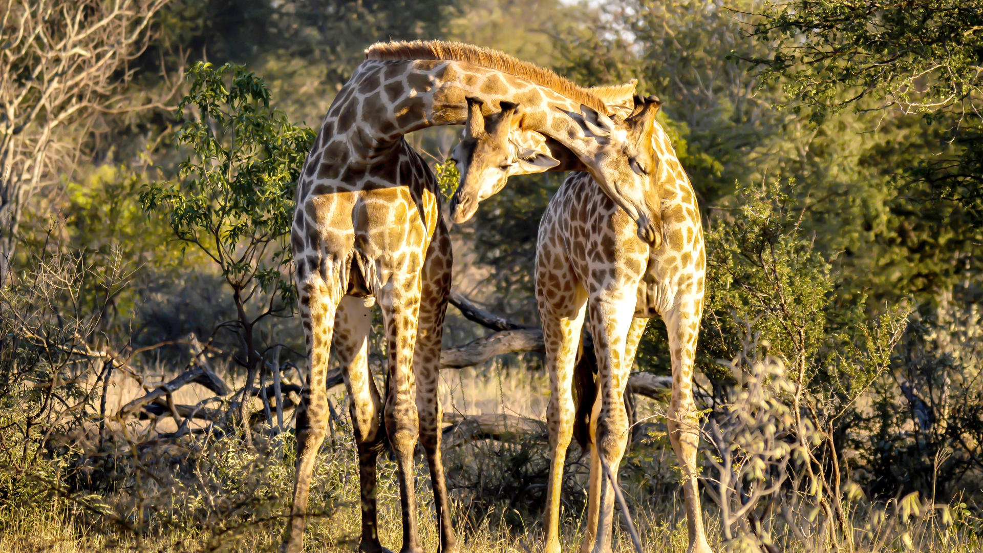2 Giraffe's entertwined at Klaserie, Greater Kruger, South Africa