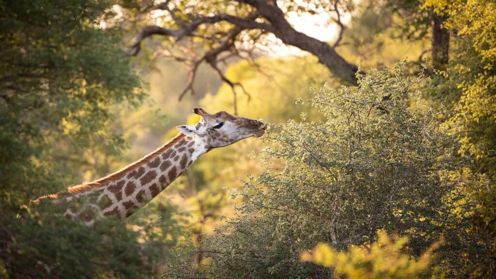 A Southern Giraffe browsing acacia trees in Klaserie, South Africa with more acacias in the background.