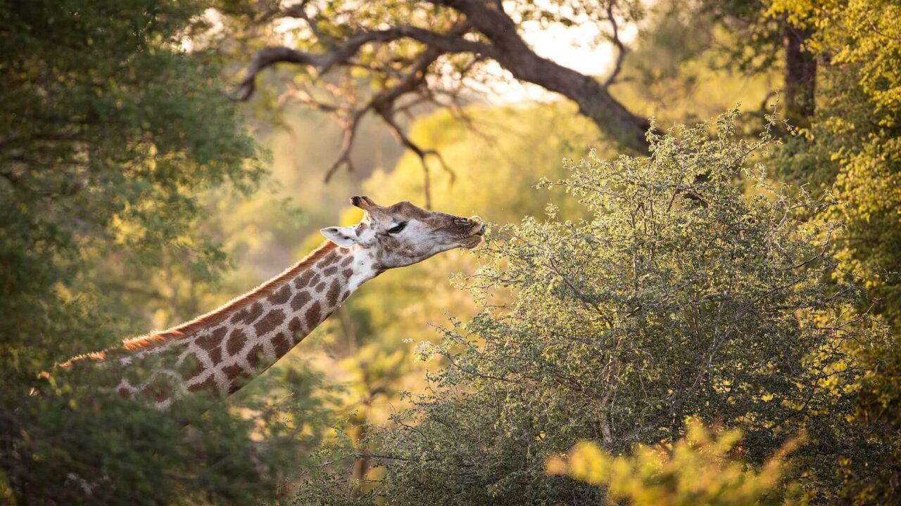 A Southern Giraffe browsing acacia trees in Klaserie, South Africa with more acacias in the background.