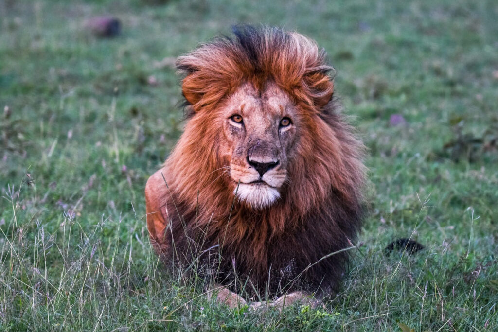 Male lion resting, sitting in sphinx pose. Looking at camera.