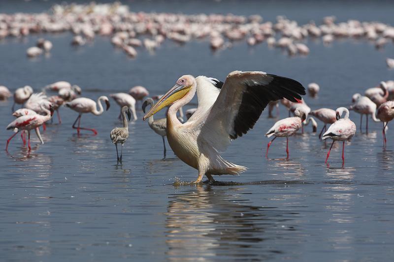 Great white pelican in Lake Manyara flapping it's wings.