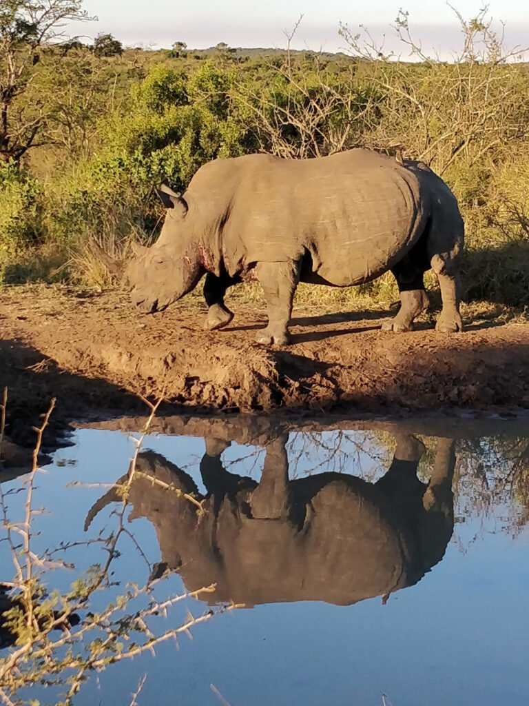 Rhino is the Waterberg reserves, it's reflection in the water next to it.