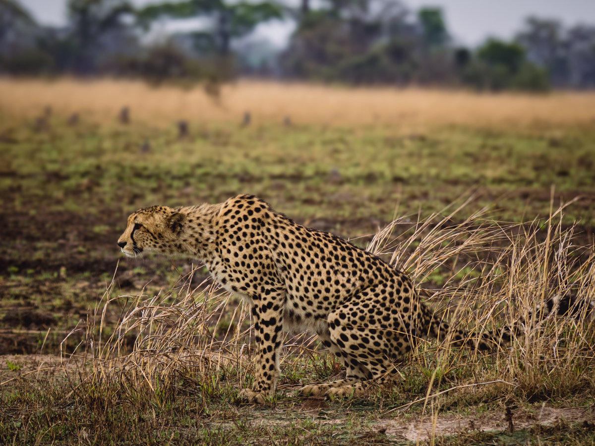A Cheetah guarding it's prey in the shade of a bush.