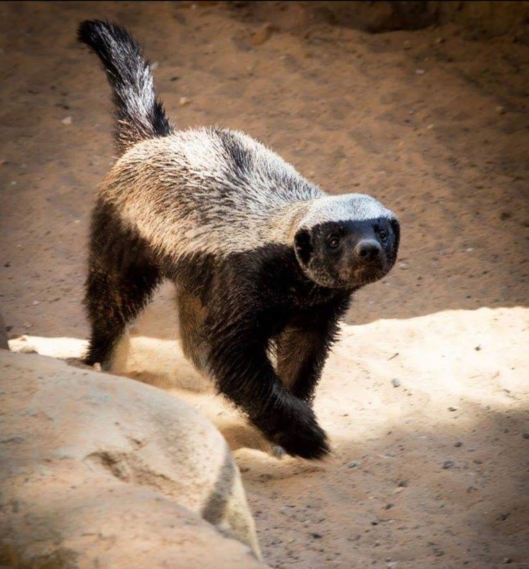 Honey Badger Attitude
