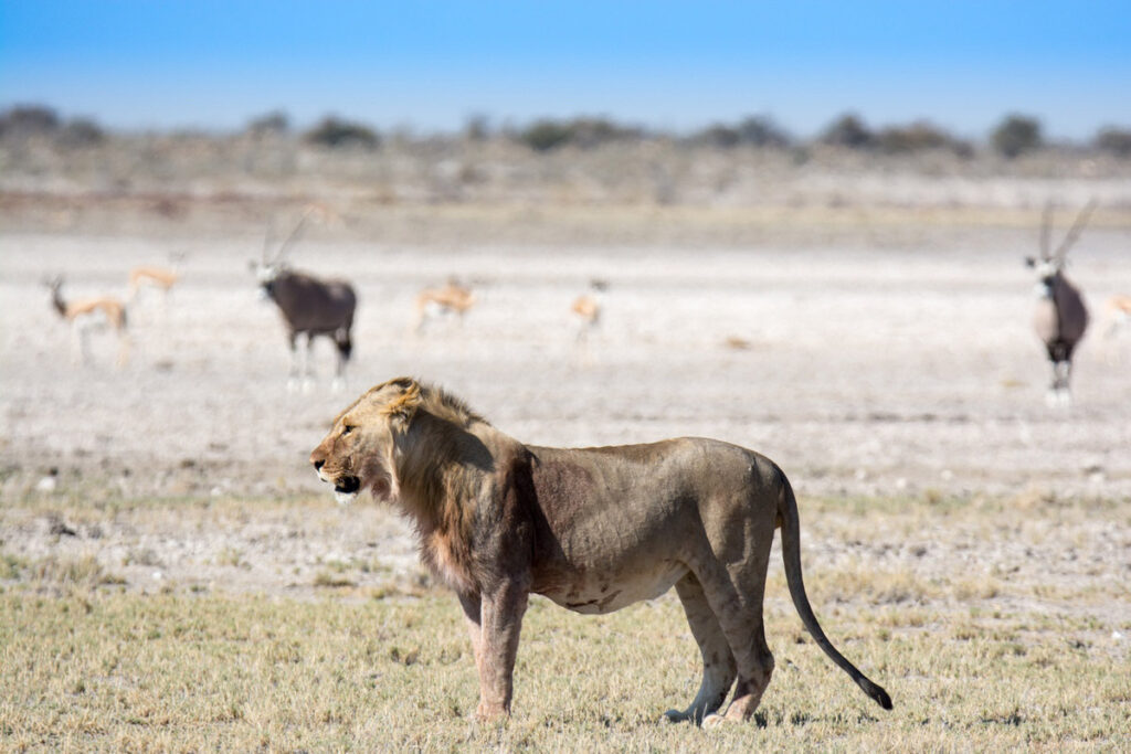 Male Lion Scoping out Namibia game.