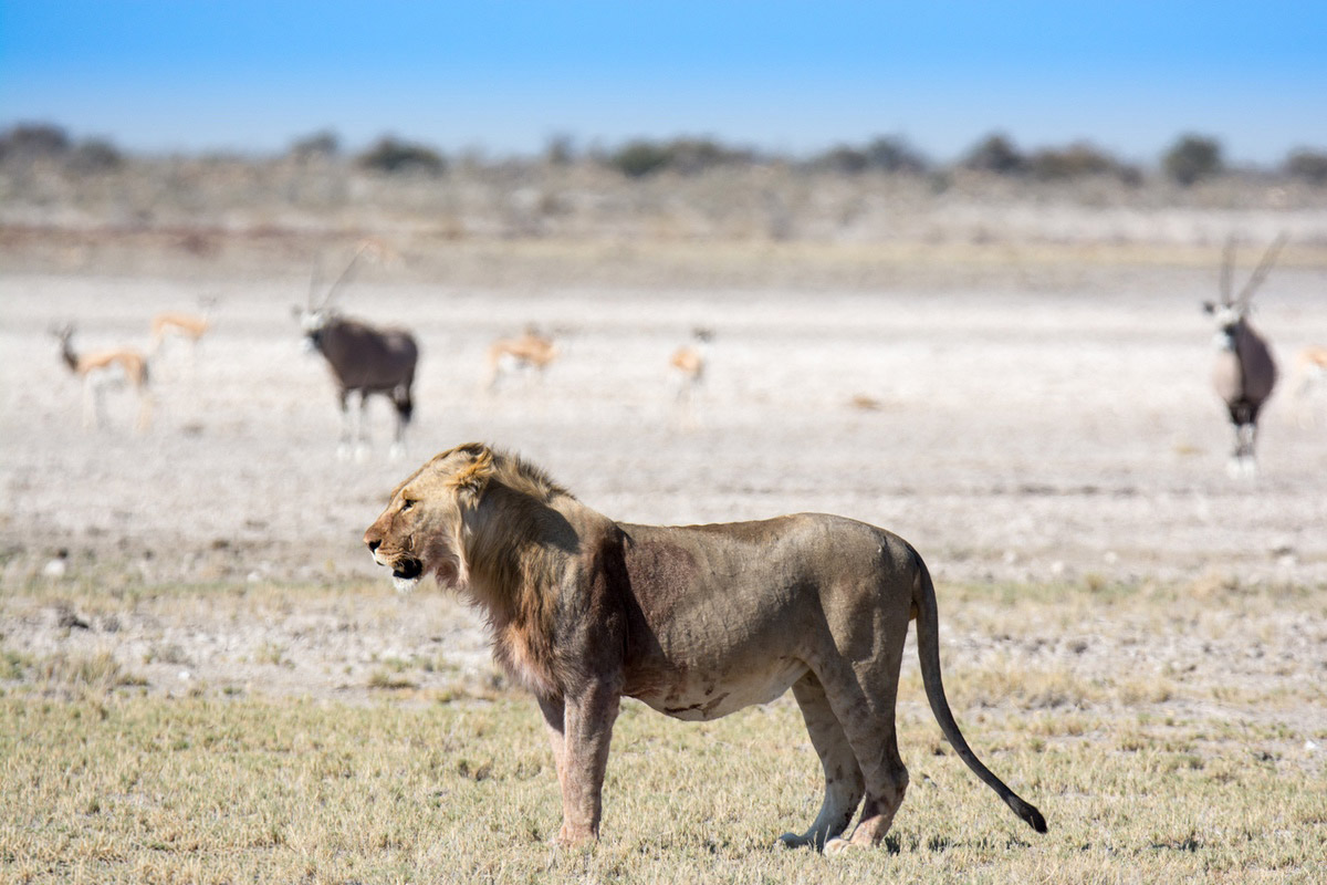 Male Lion Scoping out Namibia game.