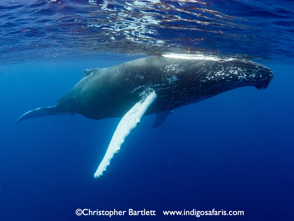 Humpback whale, Turks and Caicos