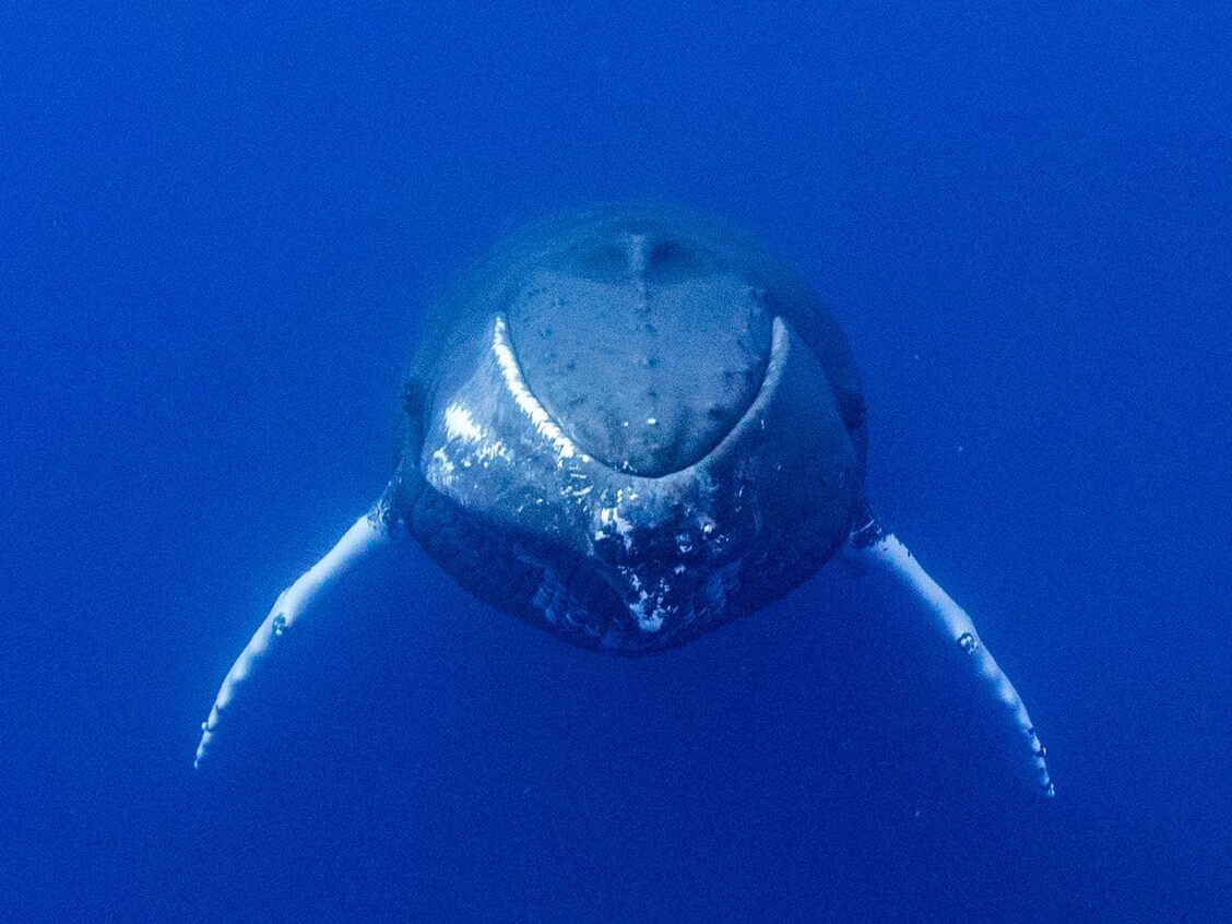 Humpback whale, Turks and Caicos
