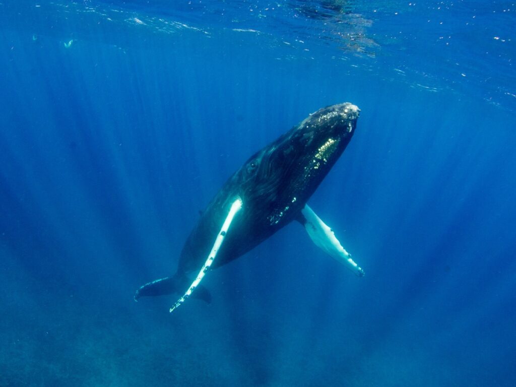 Humpback whale, Turks and Caicos