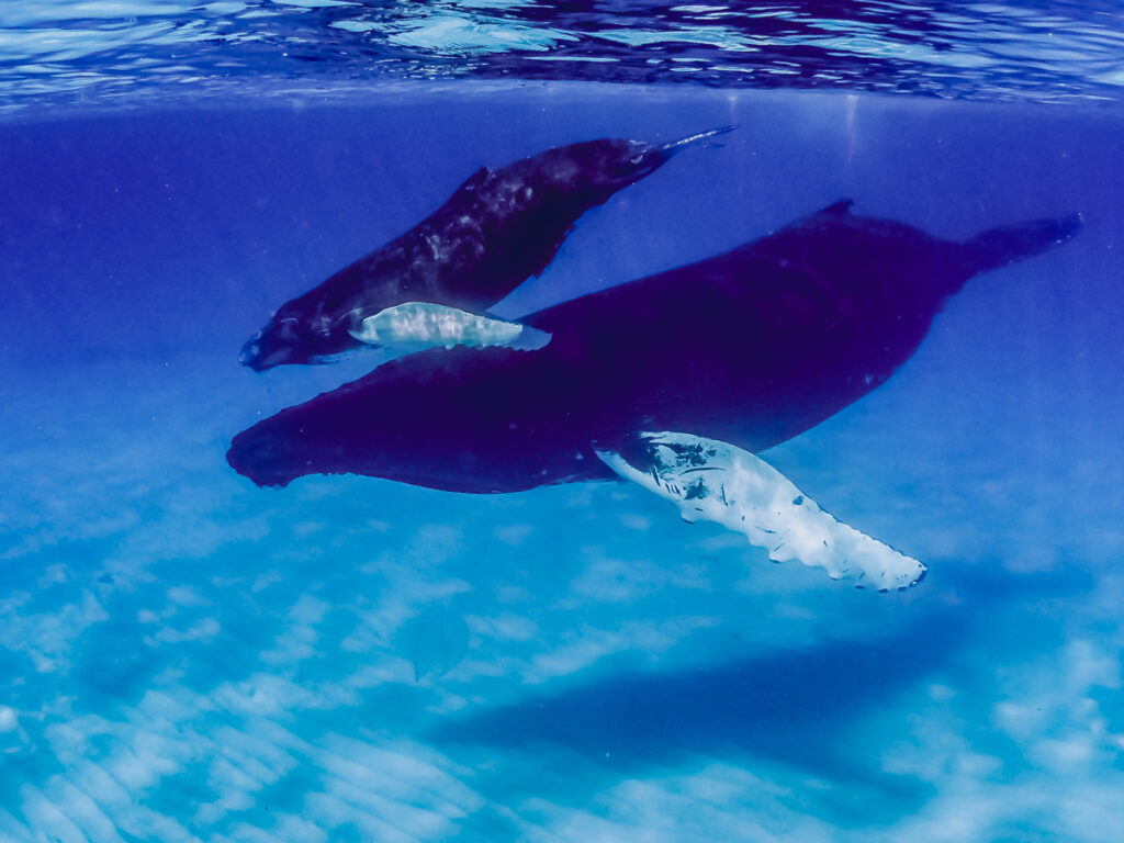 Humpbacks