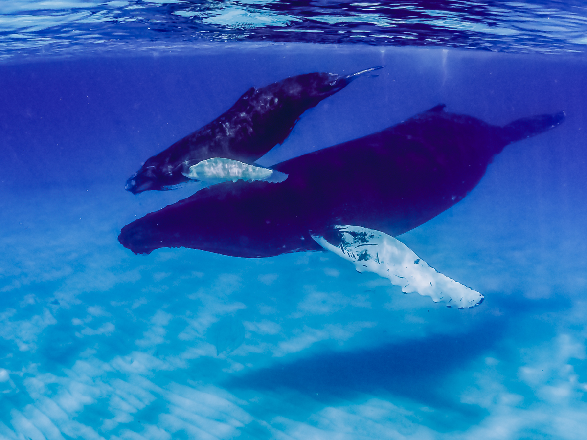 Humpbacks