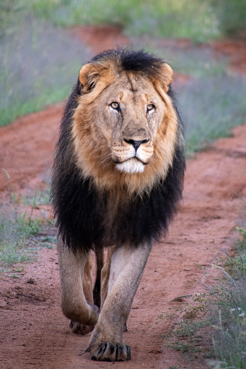 Male Lion walking in Namibia.
