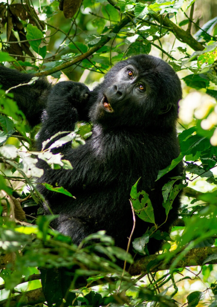 Gorilla looking up at the camera with a cute expression on its face.