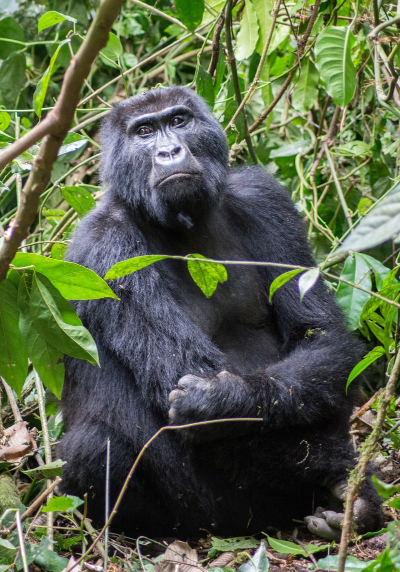 Gorilla Male observing the guests, sitting on the ground.