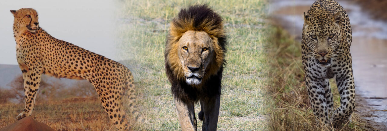 Compilation of the 3 African Big Cats, Cheetah, Lion & Leopard.