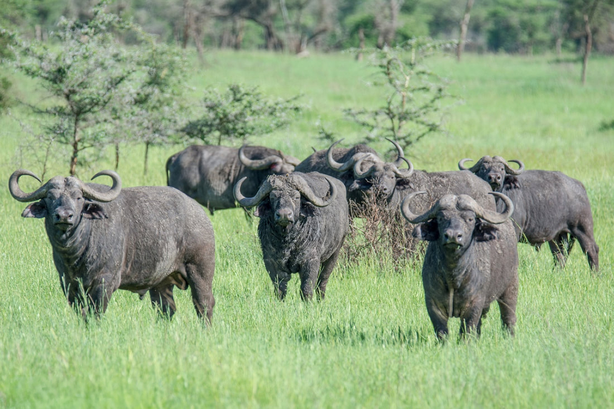 Group of buffalos grazing in Central Serengeti, Tanzania